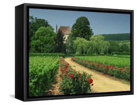 Roses and Vines in Vineyard Near Beaune, Cotes De Beaune, Burgundy, France, Europe-Michael Busselle-Framed Stretched Canvas