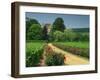 Roses and Vines in Vineyard Near Beaune, Cotes De Beaune, Burgundy, France, Europe-Michael Busselle-Framed Photographic Print