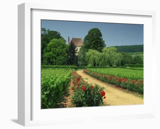 Roses and Vines in Vineyard Near Beaune, Cotes De Beaune, Burgundy, France, Europe-Michael Busselle-Framed Photographic Print