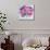 Roses are Pink-Farida Zaman-Mounted Art Print displayed on a wall