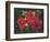 Roses Are Red-Bowmy-Framed Art Print