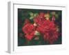 Roses Are Red-Bowmy-Framed Art Print