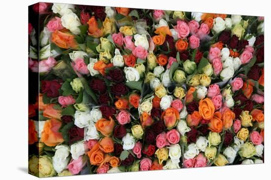 Roses at Albert Kuyp Market-Owen Franken-Stretched Canvas