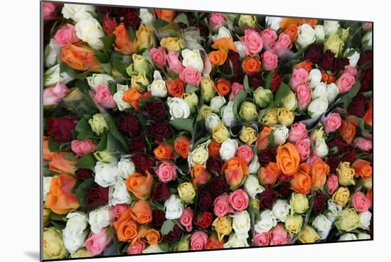 Roses at Albert Kuyp Market-Owen Franken-Mounted Photographic Print