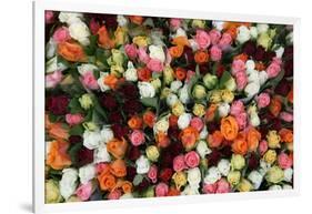 Roses at Albert Kuyp Market-Owen Franken-Framed Photographic Print