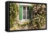 Roses Cover a House in the Village of Chedigny, Indre-Et-Loire, Centre, France, Europe-Julian Elliott-Framed Stretched Canvas