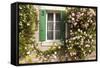 Roses Cover a House in the Village of Chedigny, Indre-Et-Loire, Centre, France, Europe-Julian Elliott-Framed Stretched Canvas