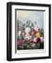 Roses, Engraved by Earlom, from 'The Temple of Flora', by Robert Thornton, Pub. 1805-Robert John Thornton-Framed Giclee Print