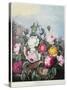 Roses, Engraved by Earlom, from 'The Temple of Flora', by Robert Thornton, Pub. 1805-Robert John Thornton-Stretched Canvas