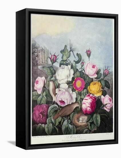 Roses, Engraved by Earlom, from 'The Temple of Flora', by Robert Thornton, Pub. 1805-Robert John Thornton-Framed Stretched Canvas