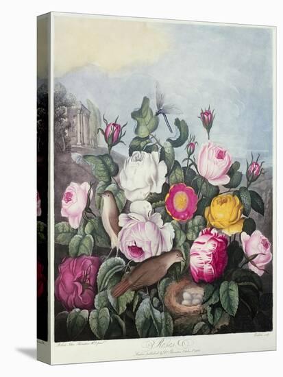 Roses, Engraved by Earlom, from 'The Temple of Flora', by Robert Thornton, Pub. 1805-Robert John Thornton-Stretched Canvas