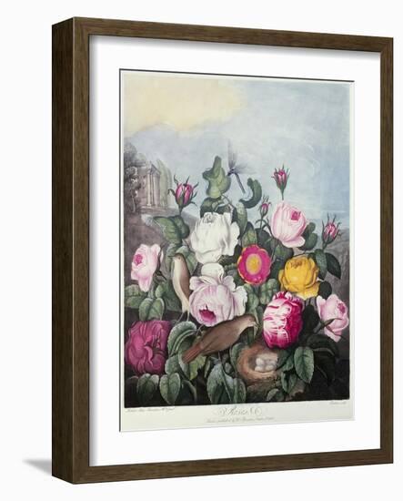 Roses, Engraved by Earlom, from 'The Temple of Flora', by Robert Thornton, Pub. 1805-Robert John Thornton-Framed Giclee Print
