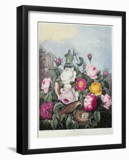 Roses, Engraved by Earlom, from 'The Temple of Flora', by Robert Thornton, Pub. 1805-Robert John Thornton-Framed Giclee Print