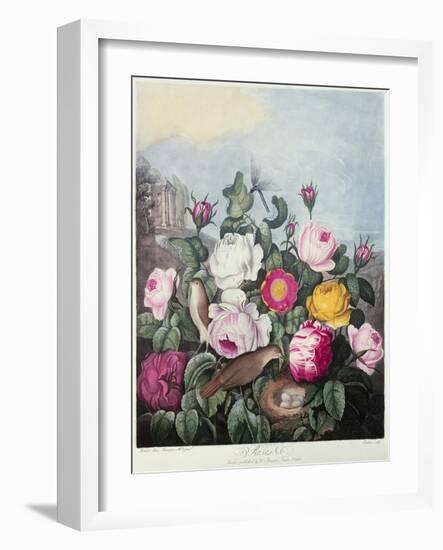 Roses, Engraved by Earlom, from 'The Temple of Flora', by Robert Thornton, Pub. 1805-Robert John Thornton-Framed Giclee Print