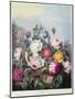 Roses, Engraved by Earlom, from 'The Temple of Flora', by Robert Thornton, Pub. 1805-Robert John Thornton-Mounted Giclee Print