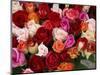Roses for Sale at Flower Market-Tibor Bogn?r-Mounted Photographic Print
