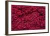 Roses for Sale, Delhi, India, Asia-Balan Madhavan-Framed Photographic Print