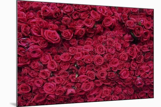 Roses for Sale, Delhi, India, Asia-Balan Madhavan-Mounted Photographic Print