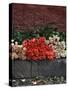 Roses for Sale on Street, San Miguel De Allende, Mexico-Nancy Rotenberg-Stretched Canvas