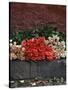 Roses for Sale on Street, San Miguel De Allende, Mexico-Nancy Rotenberg-Stretched Canvas