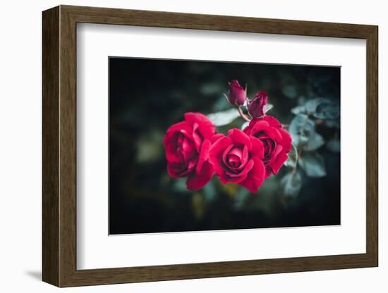 Roses for You-Philippe Sainte-Laudy-Framed Photographic Print