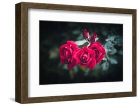 Roses for You-Philippe Sainte-Laudy-Framed Photographic Print