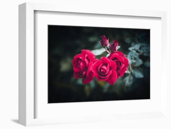 Roses for You-Philippe Sainte-Laudy-Framed Photographic Print