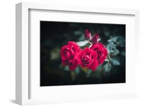 Roses for You-Philippe Sainte-Laudy-Framed Photographic Print