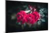 Roses for You-Philippe Sainte-Laudy-Mounted Photographic Print