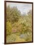 Roses in a Surrey Garden-Helen Allingham-Framed Giclee Print