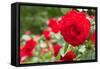 Roses in Bloom Washington DC Photo Print Poster-null-Framed Stretched Canvas