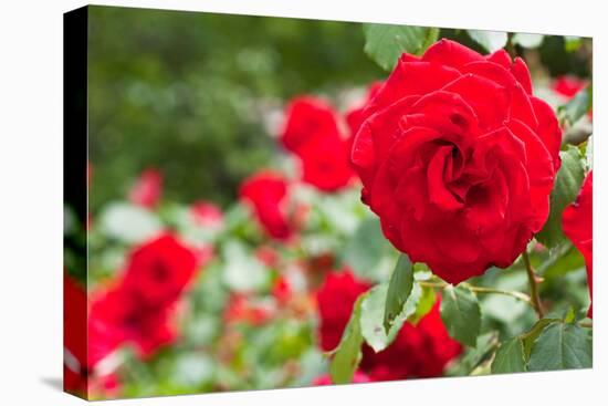 Roses in Bloom Washington DC Photo Print Poster-null-Stretched Canvas