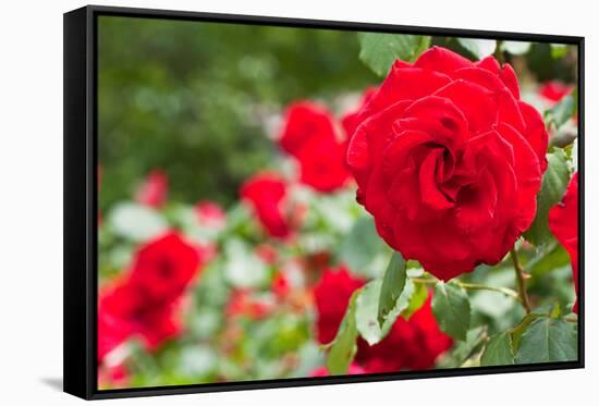 Roses in Bloom Washington DC Photo Print Poster-null-Framed Stretched Canvas