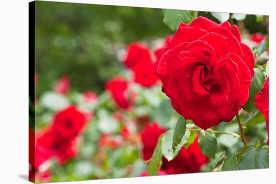 Roses in Bloom Washington DC Photo Print Poster-null-Stretched Canvas