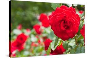 Roses in Bloom Washington DC Photo Print Poster-null-Stretched Canvas