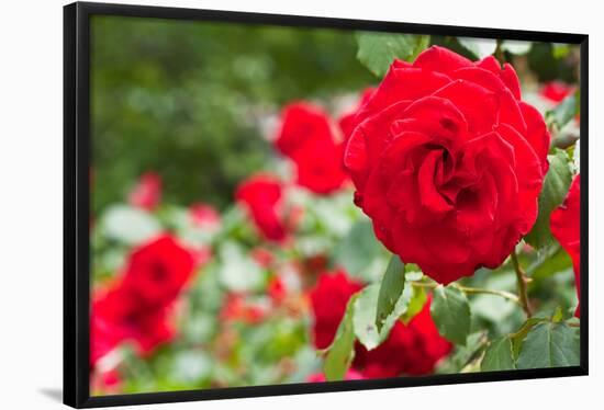 Roses in Bloom Washington DC Photo Print Poster-null-Framed Poster