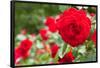 Roses in Bloom Washington DC Photo Print Poster-null-Framed Poster