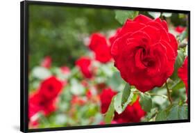 Roses in Bloom Washington DC Photo Print Poster-null-Framed Poster