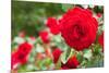 Roses in Bloom Washington DC Photo Print Poster-null-Mounted Poster