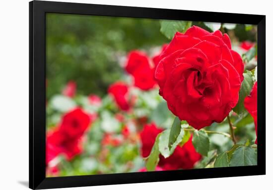 Roses in Bloom Washington DC Photo Print Poster-null-Framed Poster