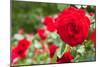 Roses in Bloom Washington DC Photo Print Poster-null-Mounted Poster