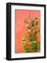 Roses in Certaldo Tuscany-null-Framed Art Print