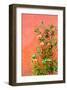 Roses in Certaldo Tuscany-null-Framed Art Print