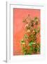 Roses in Certaldo Tuscany-null-Framed Art Print