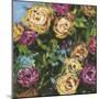 Roses in Sunlight II-Melissa Wang-Mounted Art Print