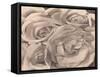 Roses, Mexico by Tina Modotti-Fine Art-Framed Stretched Canvas