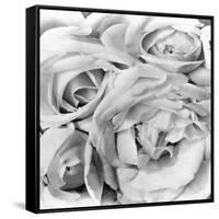 Roses, Mexico City, 1924-Tina Modotti-Framed Stretched Canvas