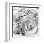 Roses, Mexico City, 1924-Tina Modotti-Framed Premium Photographic Print