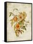 Roses on Newsprint I-Lanie Loreth-Framed Stretched Canvas