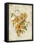 Roses on Newsprint I-Lanie Loreth-Framed Stretched Canvas